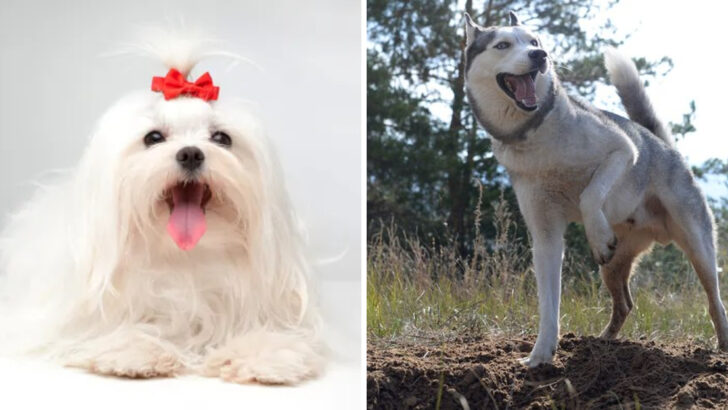 10 Dog Breeds That Love Being Pampered (And 10 That Would Rather Play in the Dirt)