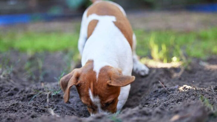 12 Dog Breeds That Love Digging Up Yards (and 12 That Don’t Bother)