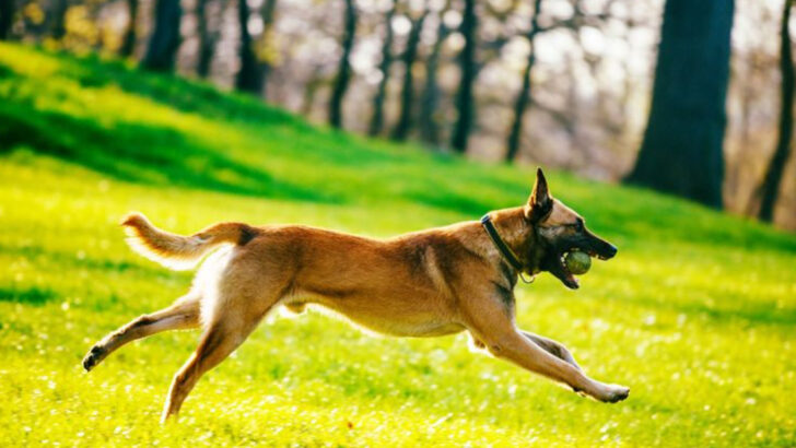 19 Dog Breeds That Require the Most Daily Exercise