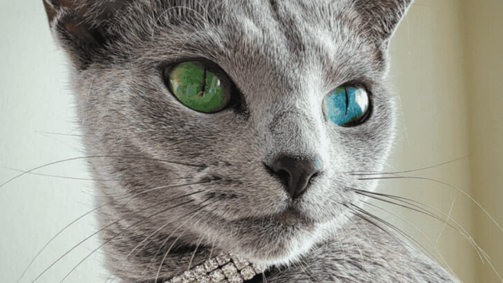 Don’t Get These 9 Supposedly Quiet Cats – They’ll Keep You Up All Night (Pick These 9 Instead)
