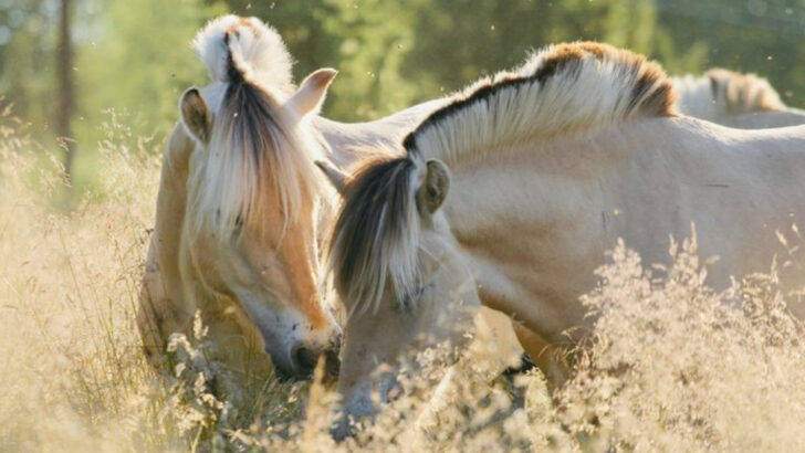 9 Draft Horses That Think They’re Lap Dogs (and 6 Ponies With Napoleon Complexes)