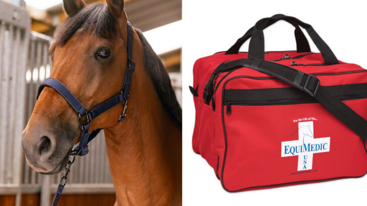 16 Essential Items Every Horse Owner Should Keep in Their Barn