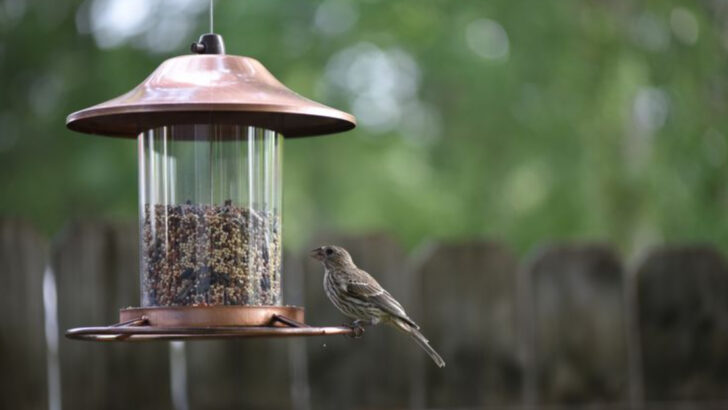 essential-tips-to-help-wild-birds-stay-safe-and-healthy
