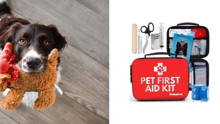 15 Essentials Every Pet Owner Should Keep in Their Emergency Kit