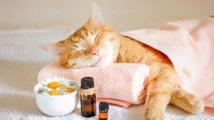 everyday-habits-that-calm-an-anxious-cat