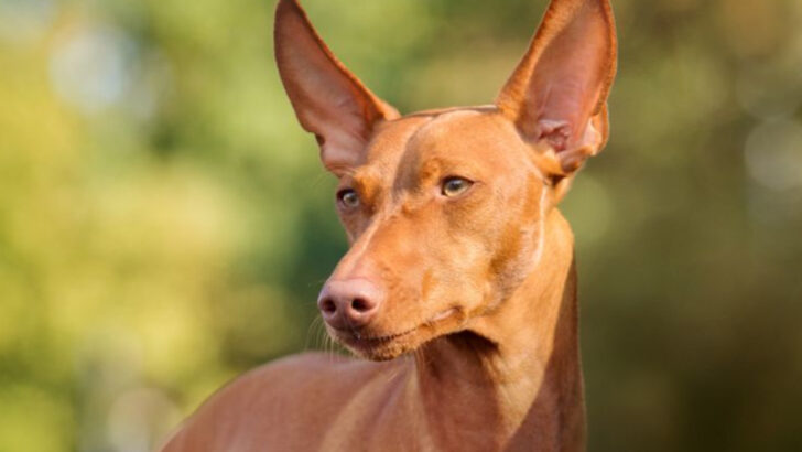 24 Exotic Dog Breeds That Take Beauty and Charm to a New Level
