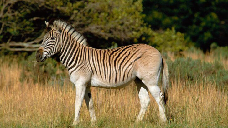 extinct-animals-that-people-keep-claiming-to-see-in-american-wilderness