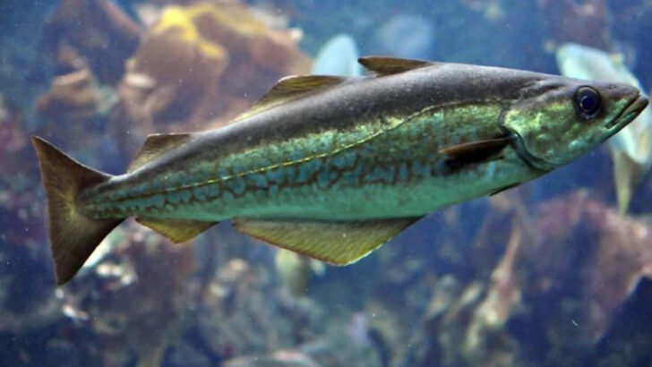 14 Facts About Alaskan Pollock—One of the Most Eaten Fish in the World