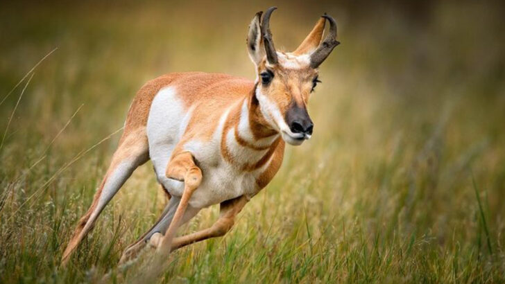 14 Facts About the Fastest Land Animal Native to the United States