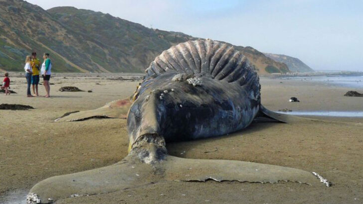 14 Facts About the Largest Mammal Ever Found Dead on U.S. Shores