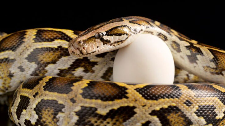 15 Facts That Show Why Pythons Are the Deadliest Invasive Species