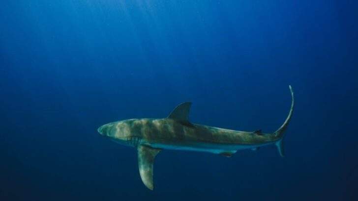 fascinating-facts-about-dusky-sharks-and-their-deep-water-world