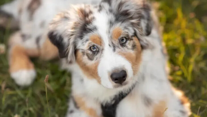 15 Fascinating Facts About Mini Aussies That Make Them So Irresistible