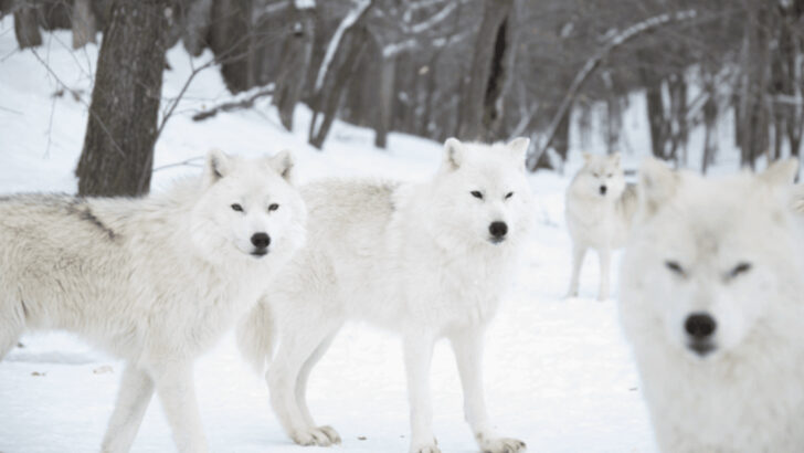 16 Fascinating Facts About the Mysterious Arctic Wolf