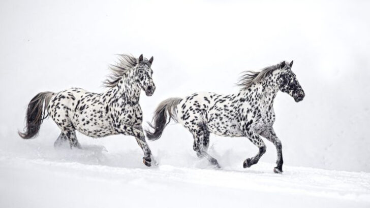 15 Fascinating Things About the Knabstrupper—The Polka-Dotted Horse You’ve Never Heard Of