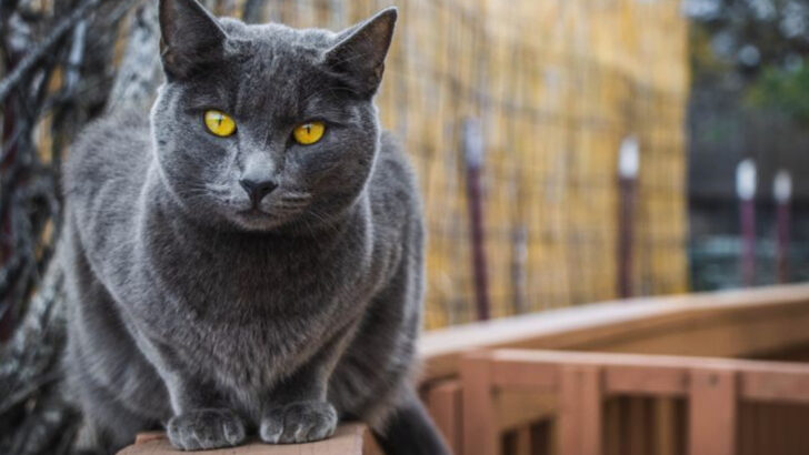 17 Fast-Growing Cat Breeds That Don’t Stay Kittens for Long