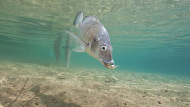 18 Fish Species That Bite More Aggressively During Spring Spawning Season