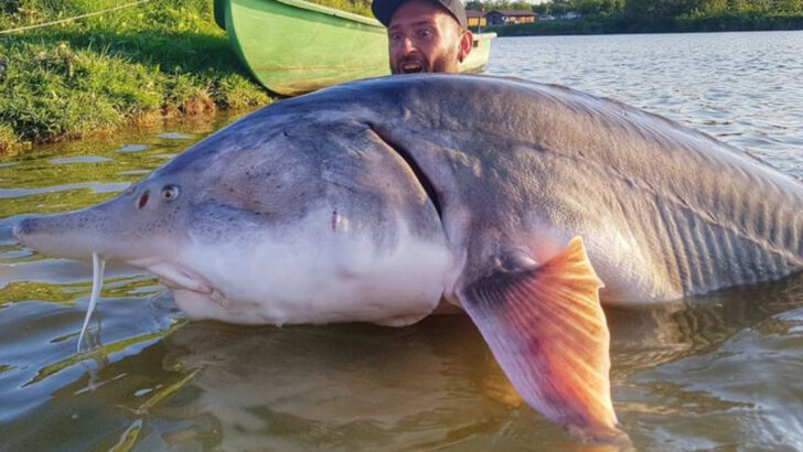 freshwater-fish-that-outweighed-the-anglers-who-reeled-them-in