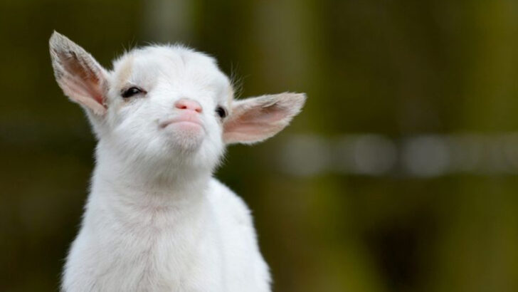 13 Fun Facts About Baby Goats (Because They’re Basically Bouncing Joy Machines)