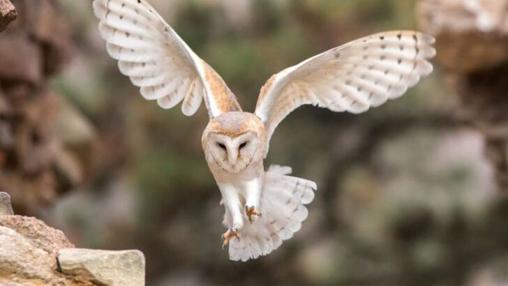17 Fun Facts About Barn Owls That Might Surprise Even Experienced Bird Watchers