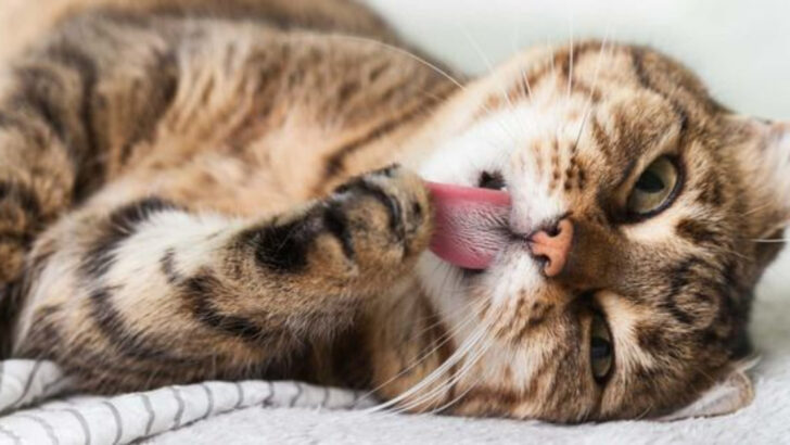 16 Fun Facts About House Cats That Might Surprise Even Veterinary Behaviorists