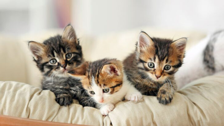 fun-facts-about-kittens-that-make-them-even-cuter-than-you-thought