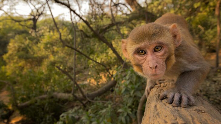 fun-facts-about-monkeys-and-that-arent-so-cute