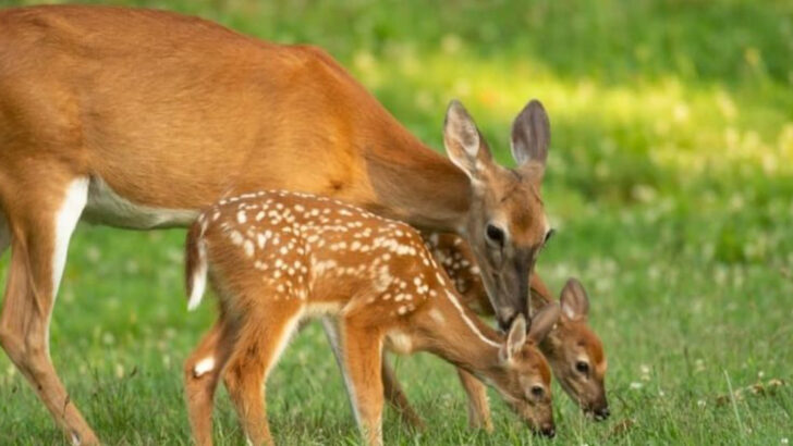 15 Fun Facts About White-Tailed Deer That Might Surprise Even Veteran Hunters