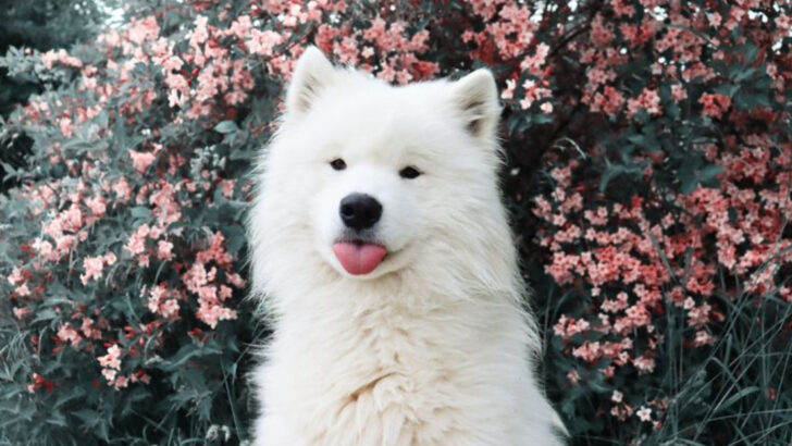 gentle-dog-breeds-big-and-small-that-wouldnt-hurt-a-fly