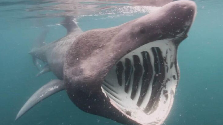 great-whites-may-be-famous-but-theyre-not-the-largest-sea-monsters