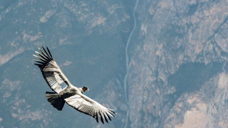 The 18 Highest Flying Birds in the World and How High They Really Go