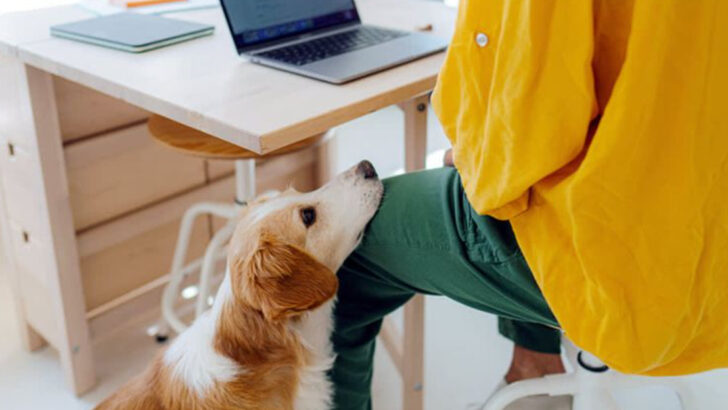 15 Honest Signs You’re Just Not a Dog Person (And That’s Okay)