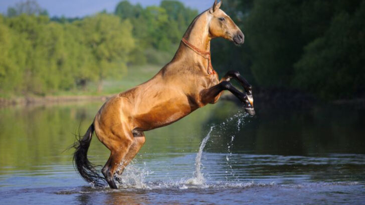10 Horse Breeds Known for Their Spirited Temperament (Plus 7 Calm Ones)