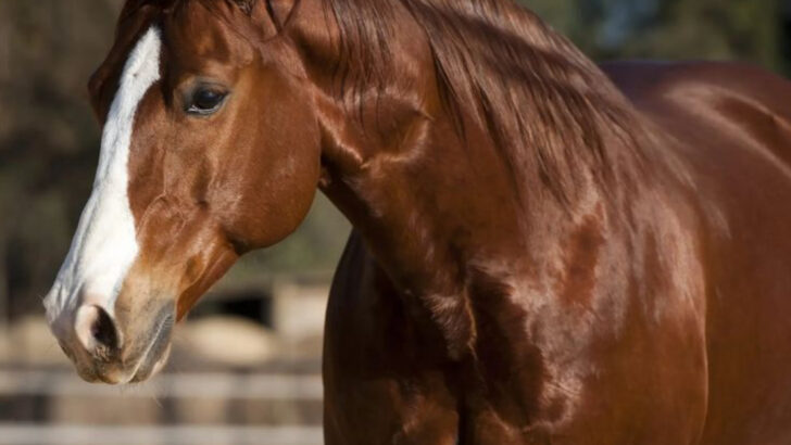 14 Horse Breeds That Grow Up Faster Than Others