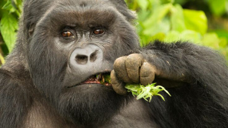 Why Gorillas Are So Strong?