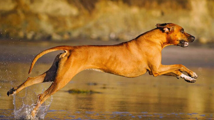 17 Hunting Dog Breeds That Should Never Stay Indoors