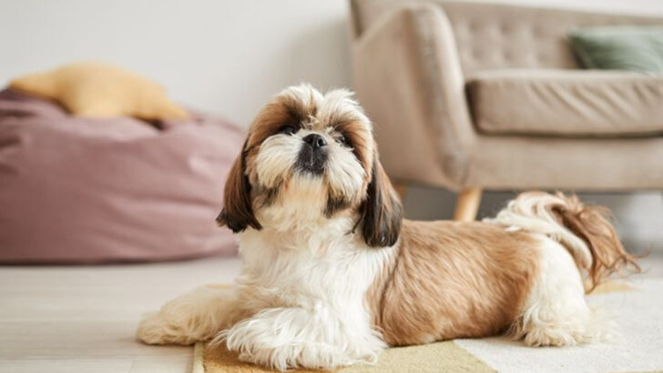 ideal-dog-breeds-for-owners-with-limited-mobility