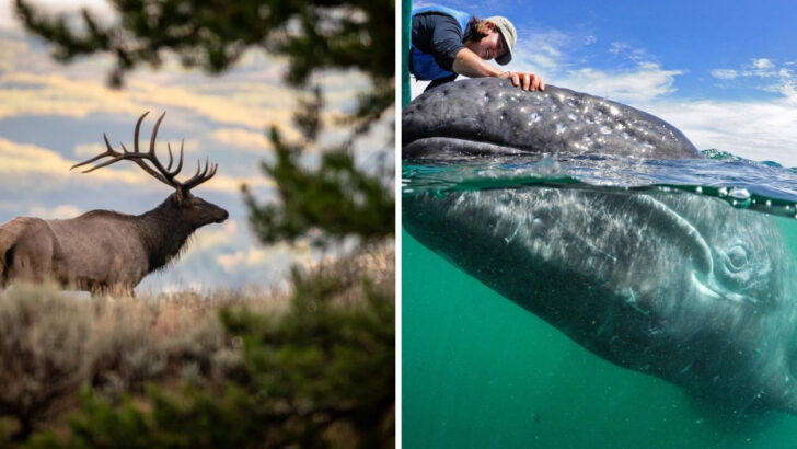 20 Incredible Animals Making Remarkable Comebacks in America’s National Parks
