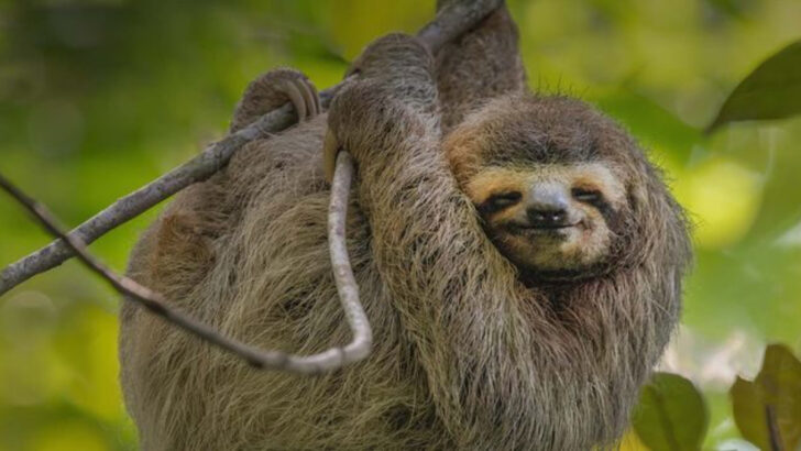 19 Incredible Animals That Prove South America Is Nature’s Powerhouse