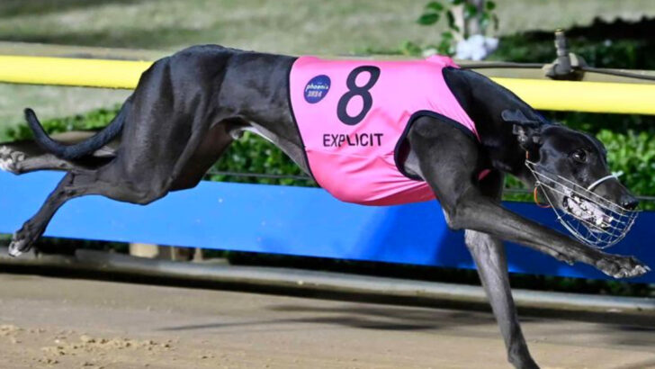 incredible-world-records-set-by-dogs