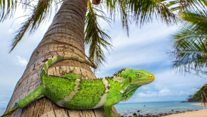 20 Invasive Species the U.S. Can’t Handle