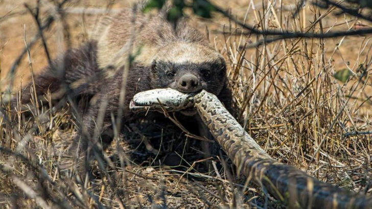 Why honey badger are so fearless?