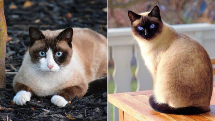 14 Key Differences Between Siamese and Snowshoe Cats