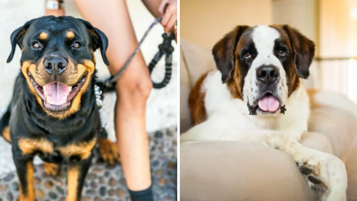 13 Key Traits That Set Rottweilers and Saint Bernards Apart