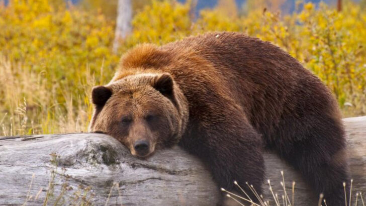 15 Largest Brown Bears Ever Recorded in North America