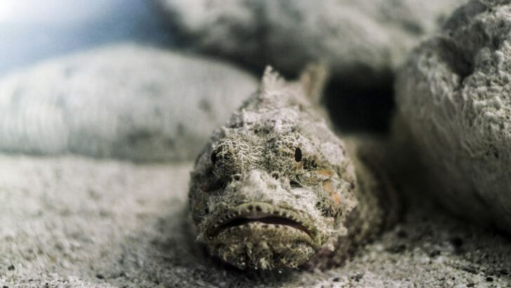 13 Life-Saving Facts About Stonefish Stings You Shouldn’t Ignore