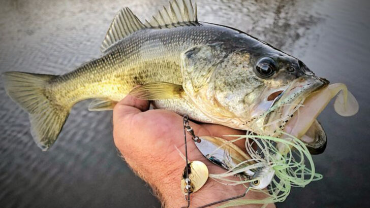 10 Lures That Catch Fish in Dead Calm Water (And 5 That Won’t)