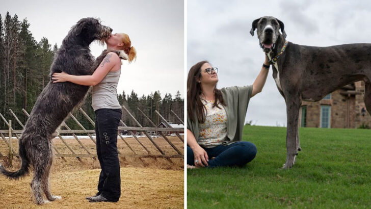 18 Massive Dog Breeds That Take the Longest to Reach Full Size