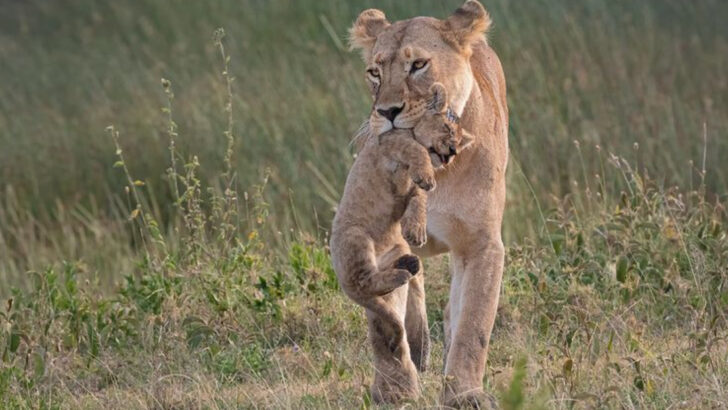 19 Most Devoted Mother Animals in the Wild That Will Do Anything for Their Young