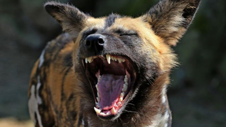 19 Most Lethal Mammals – The World’s Apex Predators